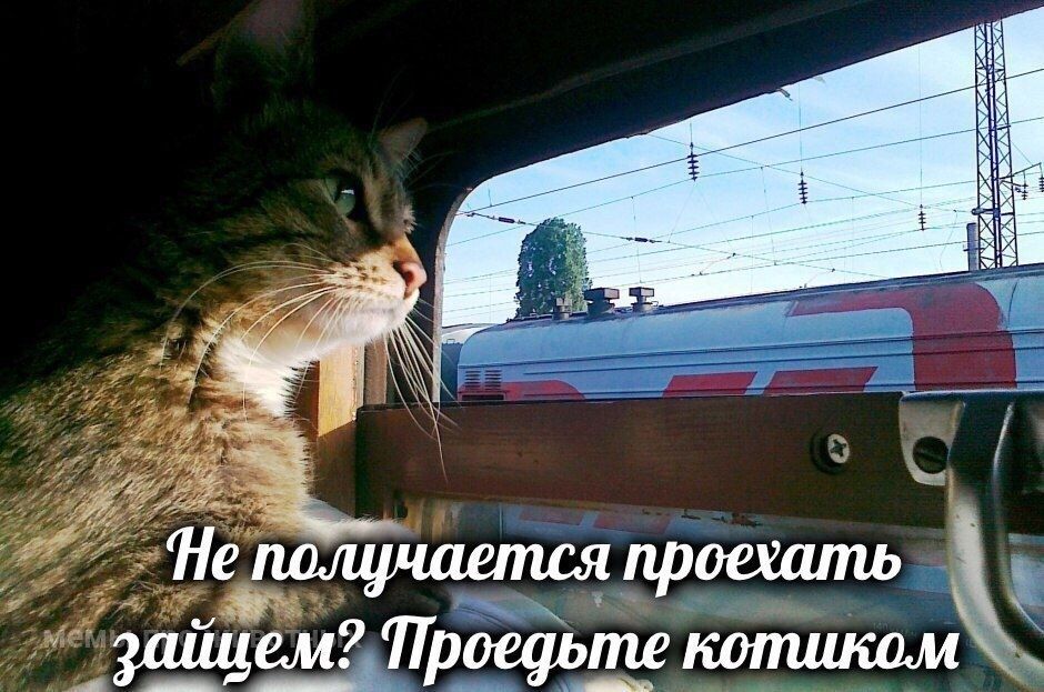 i 4 я получается проехать котиком зайцем? Проедьте