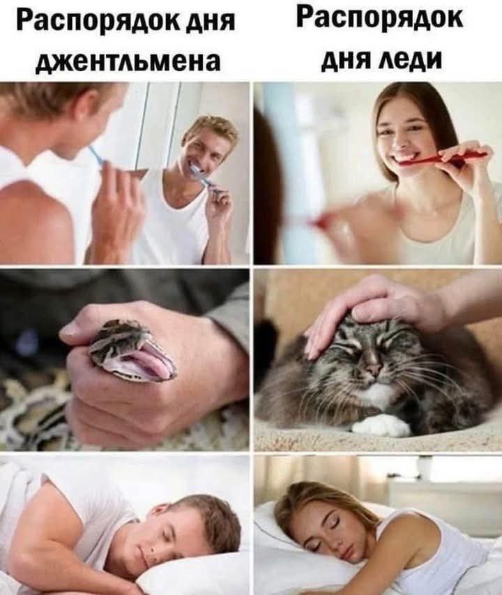 Распорядокдня Распорядок джентльмена дня леди Tis] AT