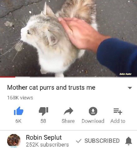 Mother cat purrs and trusts me views a» Share Download Robin Seplut SUBSCRIBED subscribers