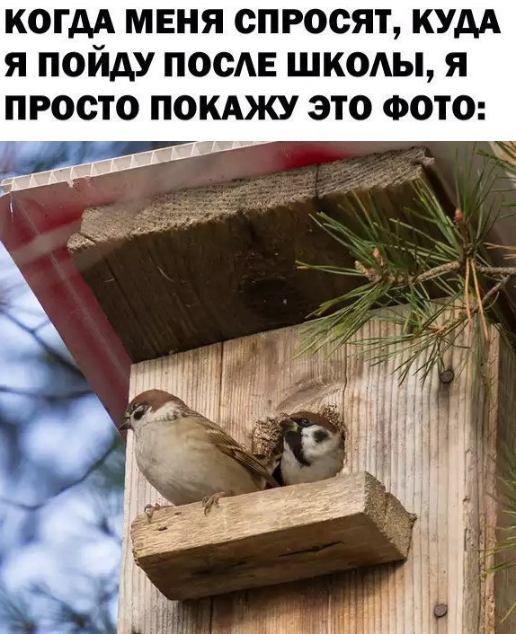 КОГДА МЕНЯ СПРОСЯТ, КУДА Я ПОЙДУ ПОСЛЕ ШКОЛЫ, Я ПРОСТО ПОКАЖУ ЭТО ФОТО: