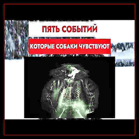ПЯТЬ СОБЫТИИ 1 С КОТОРЫЕ СОБАКИ ЧУВСТВУЮТ a i