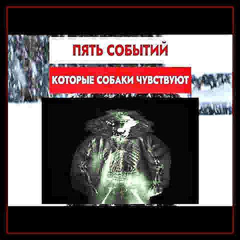 ПЯТЬ СОБЫТИИ 1 С КОТОРЫЕ СОБАКИ ЧУВСТВУЮТ a i
