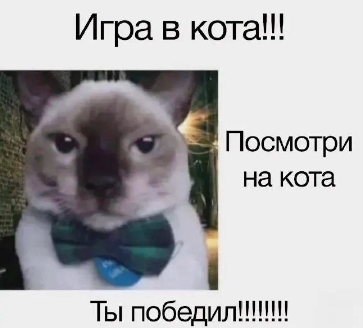 Игра в кота!! Посмотри на кота Ты