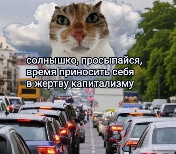 солнышко просыпайся время приносить себя в жертву капитализму