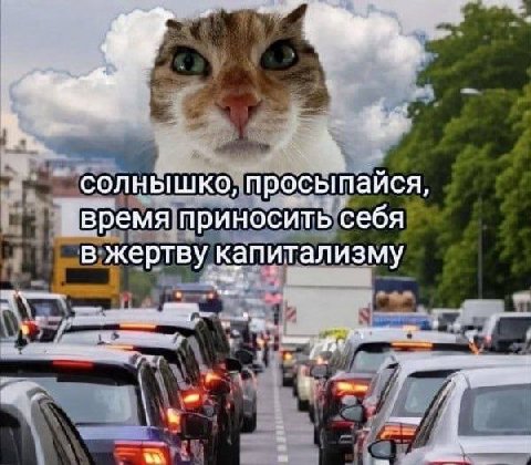 солнышко просыпайся время приносить себя в жертву капитализму