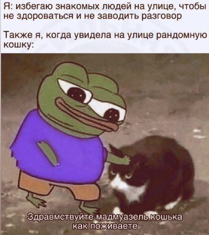 Я: избегаю знакомых людей на улице, чтобы не здороваться и не заводить разговор Также я, когда увидела на улице рандомную кошку: 3 a. дравмствуите мадмуазель кошька как поживаете