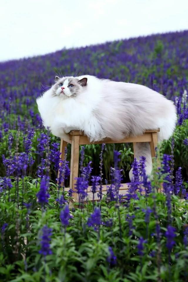 О