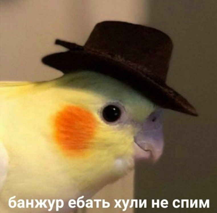 банжур ебать хули не спим