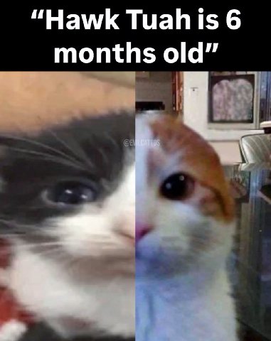 “Hawk Tuah is 6 months old”