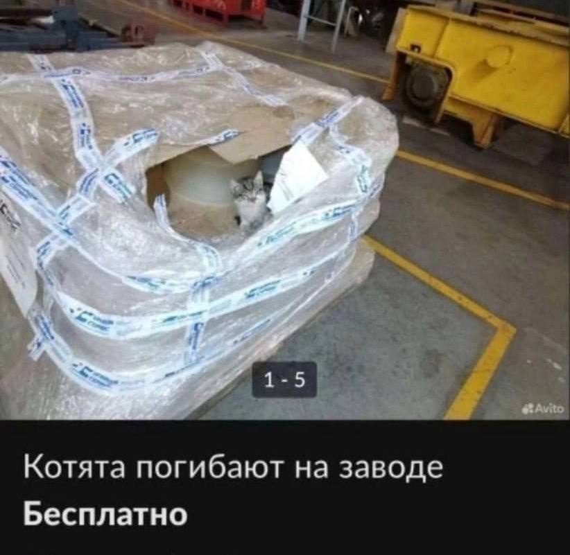 Котята погибают на заводе Бесплатно