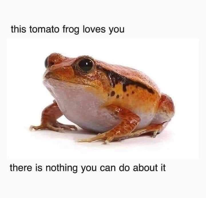 this tomato frog loves you there is nothing you can about it