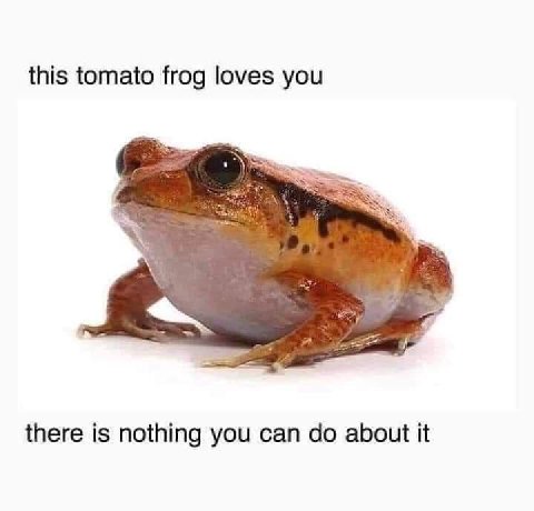 this tomato frog loves you there is nothing you can about it