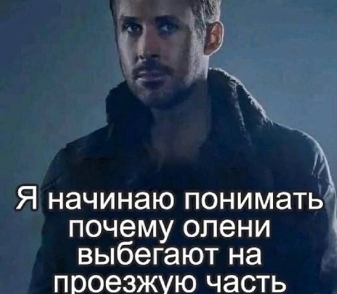 Я начинаю понимать почему олени выбегают на проезжую часть
