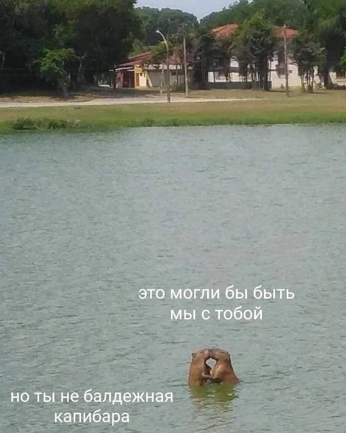 это могли бы быть мы с тобой но ты не балдежная капибара
