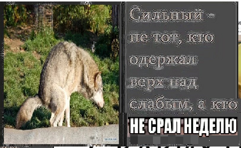 а НЕСРАЛ НЕДЕЛЮ и