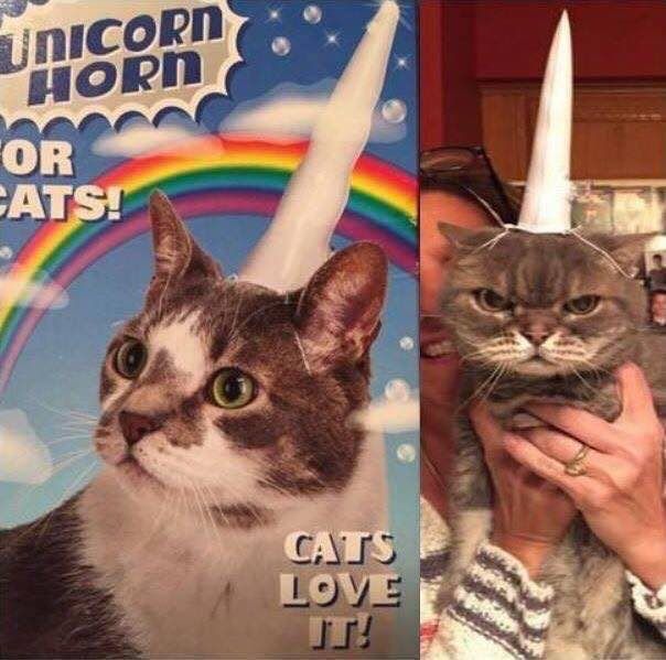 at OR AT CATS