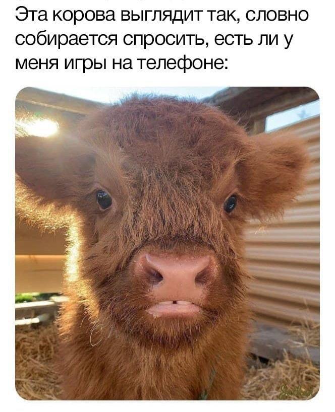 Эта корова выглядит так, словно собирается спросить, есть ли у меня игры на телефоне: