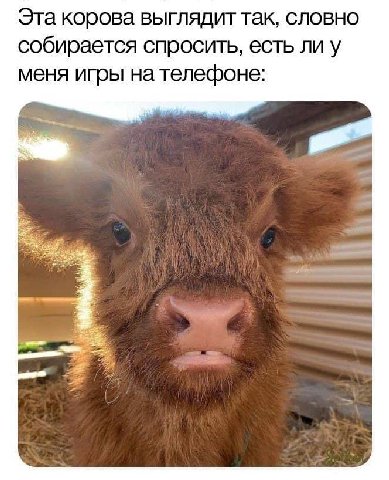 Эта корова выглядит так, словно собирается спросить, есть ли у меня игры на телефоне: