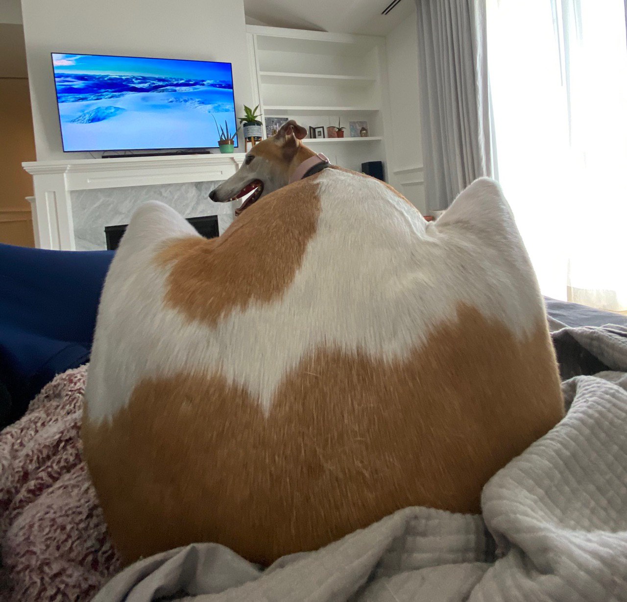 booty