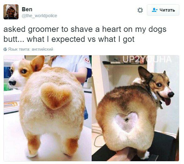 Веп читать asked groomer to shave a heart on my dogs butt... what expected what got Язык твита: английский