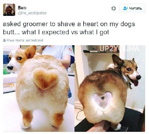 Веп читать asked groomer to shave a heart on my dogs butt... what expected what got Язык твита: английский