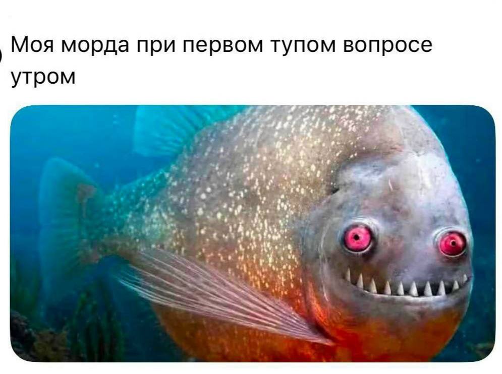 Моя морда при первом тупом вопросе утром “A ‘4