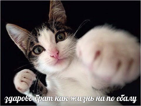 здарова брат как жизнь на по ебалу