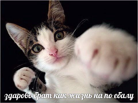 здарова брат как жизнь на по ебалу