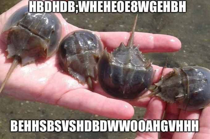 WHEHEOESWGEHBH