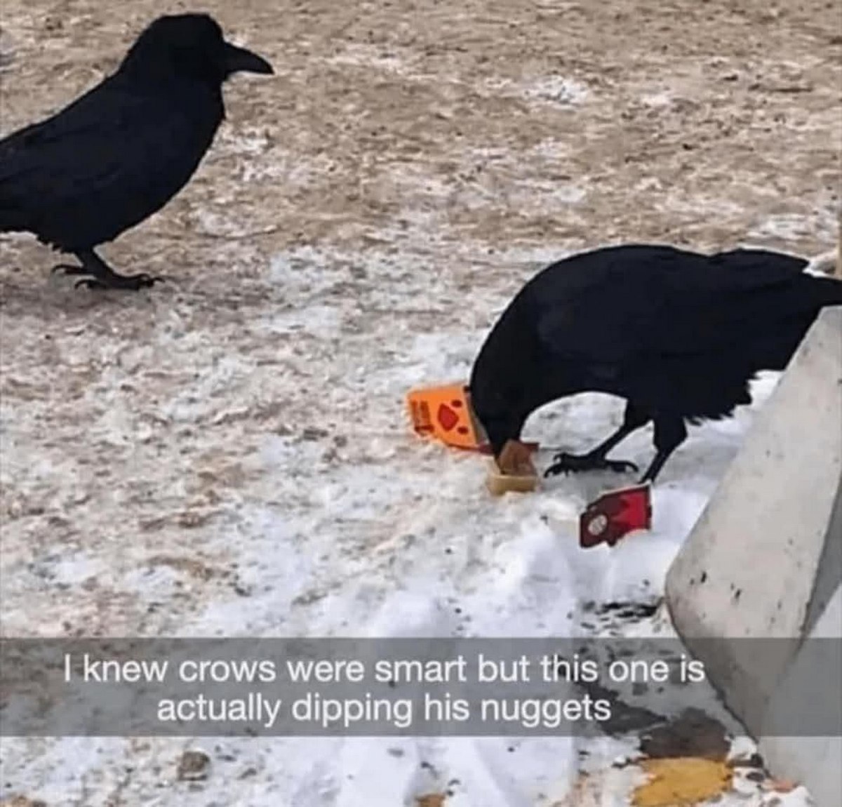 у TES Knew crows were smart but this one is actually dipping his nuggets 7 4