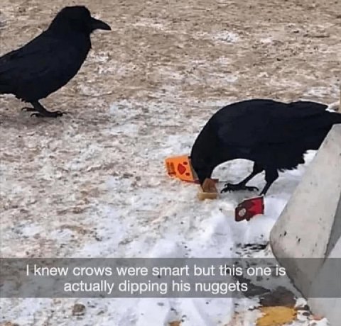 у TES Knew crows were smart but this one is actually dipping his nuggets 7 4