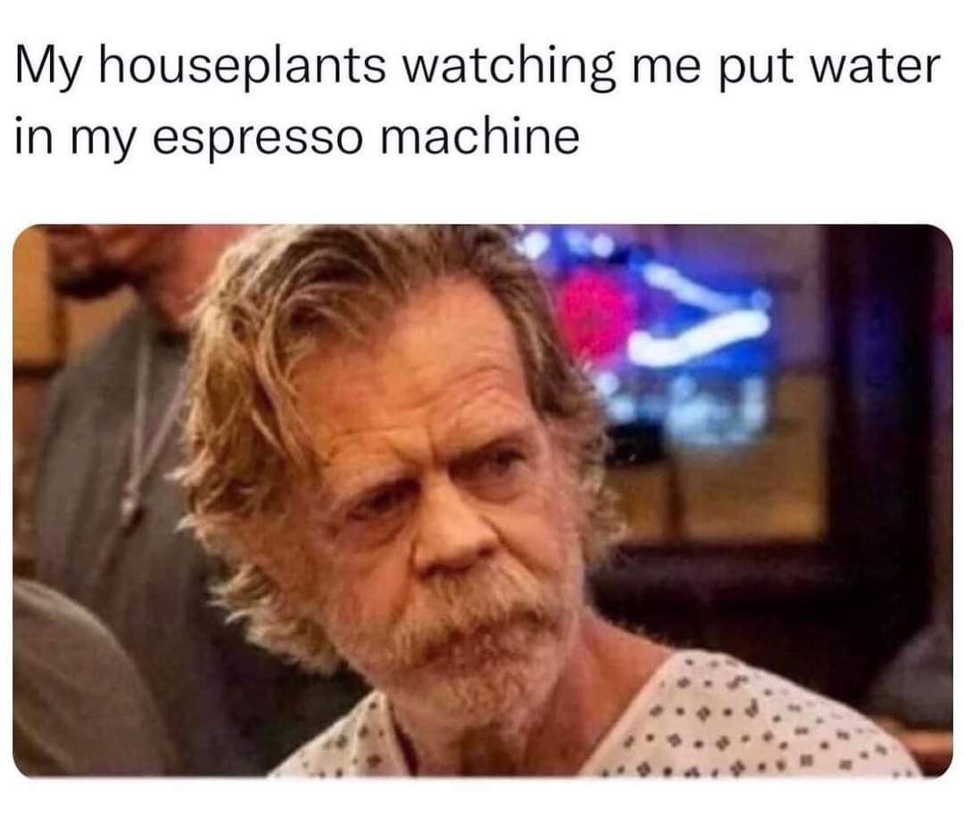 houseplants watching me put water in my espresso machine