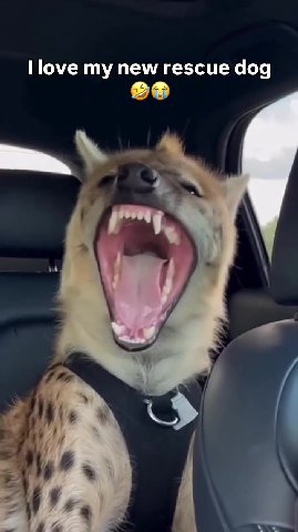 Ilove my new rescue dog