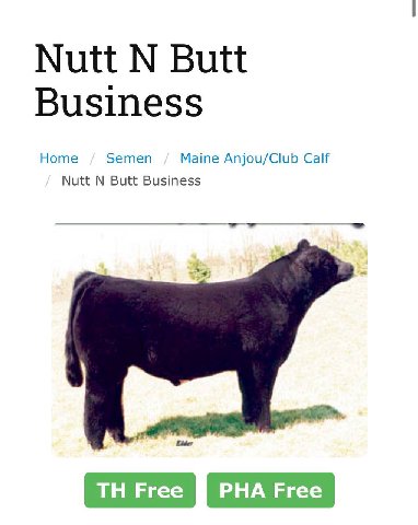 Nutt Butt Business Home Semen Maine Anjou/Club Calf Nutt Butt Business