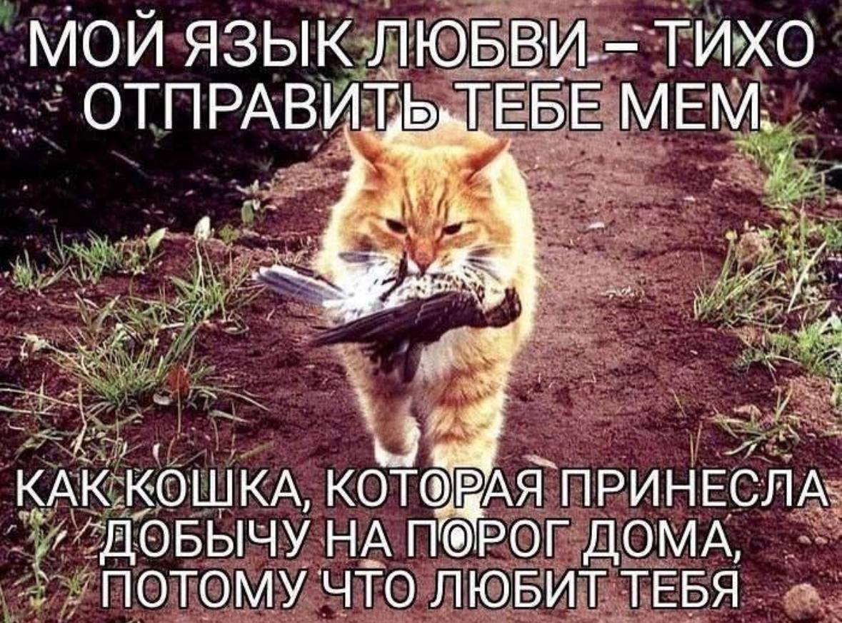 МОИ ЯЗЫК ЛЮБВИ. ТИХО ОТПРАВИТ Бы ЕБЕ MEM ‚4 КАК КОШКА, ПРИНЕСЛА ДОБЫЧУ НА РОГ ДОМА, ПОТОМУ ЧТО ЛЮБИТ ТЕБЯ