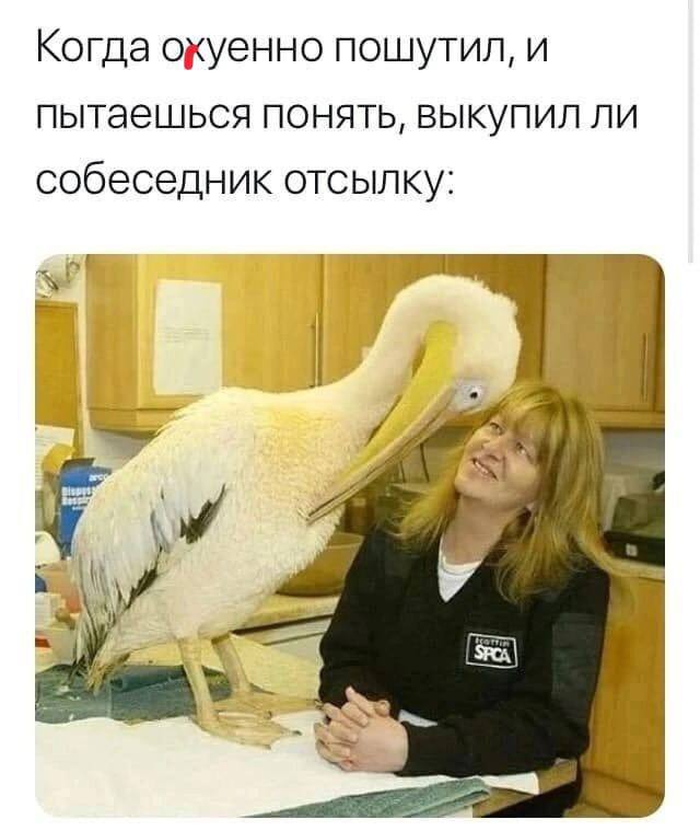 Когда пошутил, и пытаешься понять, выкупил ли собеседник отсылку: и. у