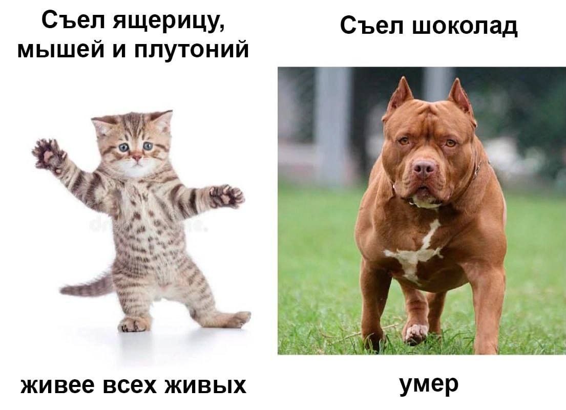 Съел ящерицу, Съел шоколад мышей и плутоний a у живее всех живых умер