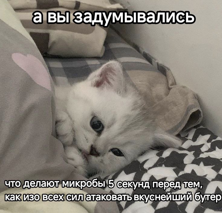 а вы задумывались что делают микробы 5 секунд перед тем, как изо всех сил атаковать вкуснейший бутер