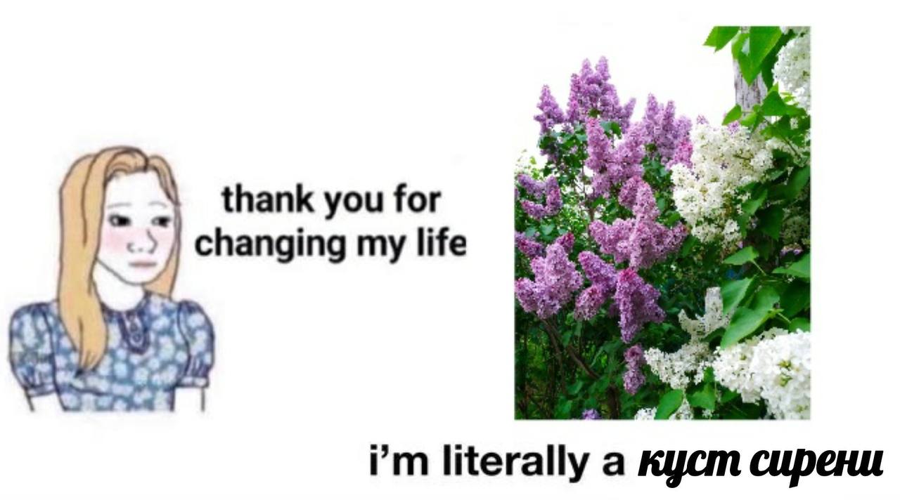в’ thank changing my life at literally а куст сирени