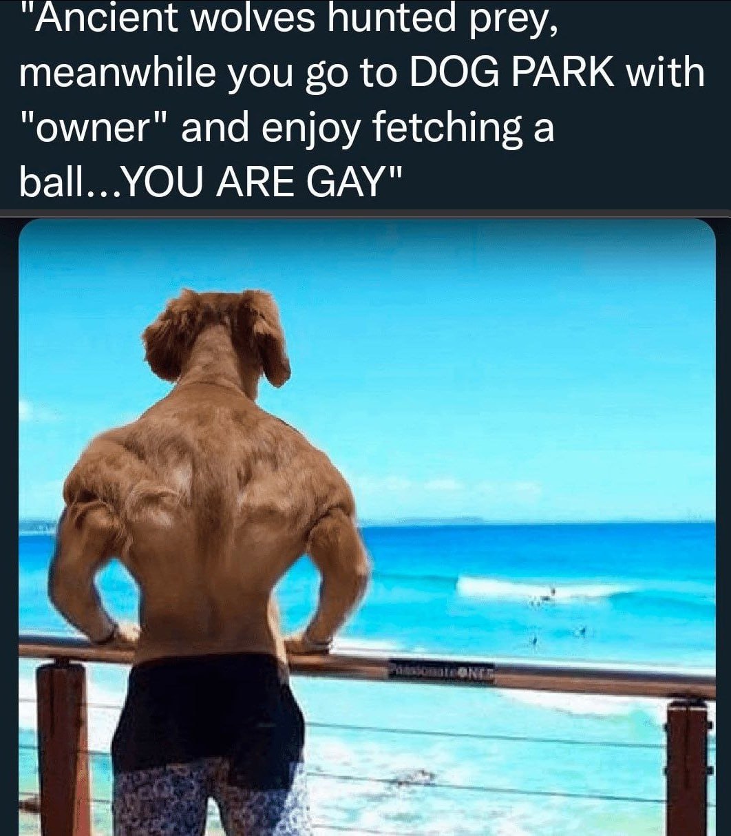 “Ancient wolves hunted prey, meanwhile you to DOG PARK with "owner" and enjoy fetching a ARE GAY"
