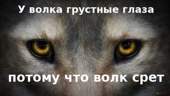 У волка грустные Глаза потому что волк срет