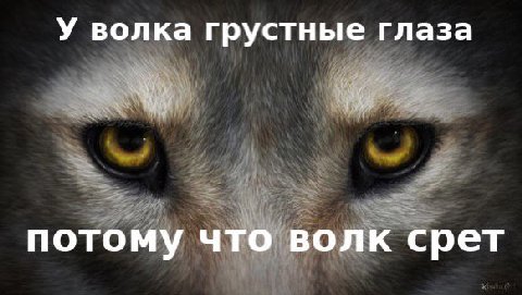 У волка грустные Глаза потому что волк срет