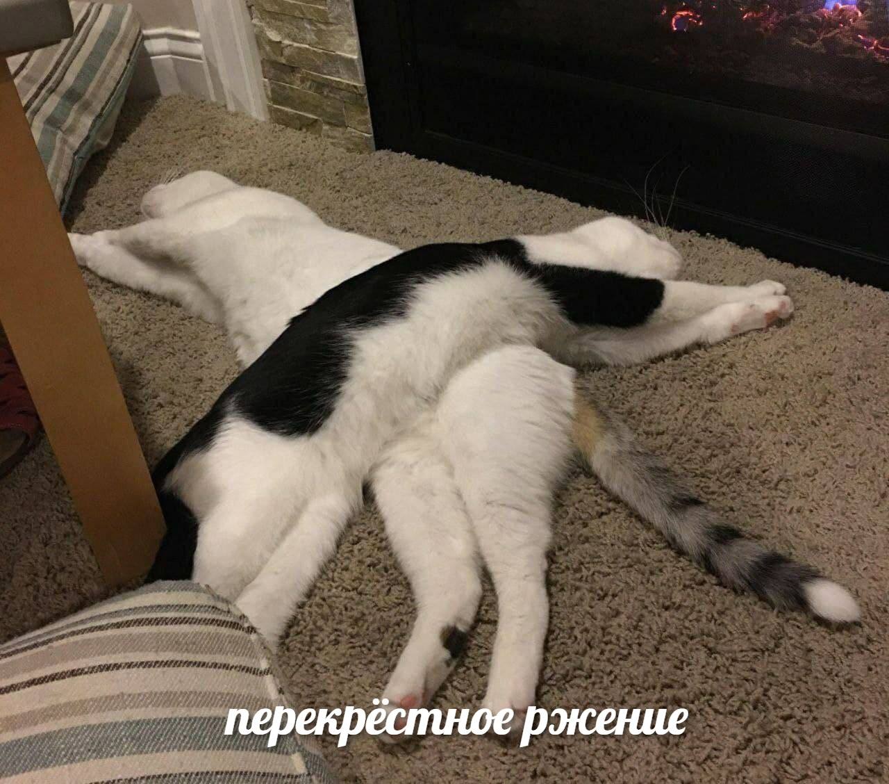 перекр ржение