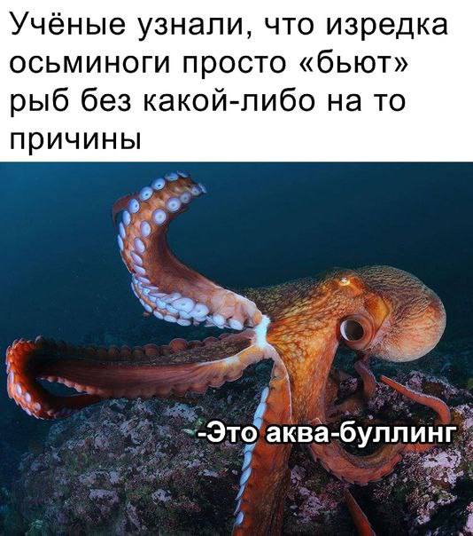 Учёные узнали, что изредка осьминоги просто «бьют» рыб без какой-либо на то причины Это аква- буллинг"