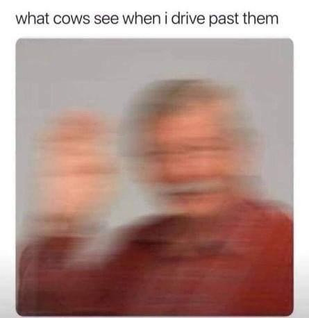what cows see when i drive past them