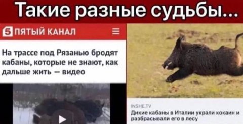 Гакие разные судьбы... С пятый KAHAN На трассе под Рязанью бродят кабаны, которые не знают, как дальше жить видео war Дикие кабаны в Италии украли кокаин и разбрас ывали его в лесу