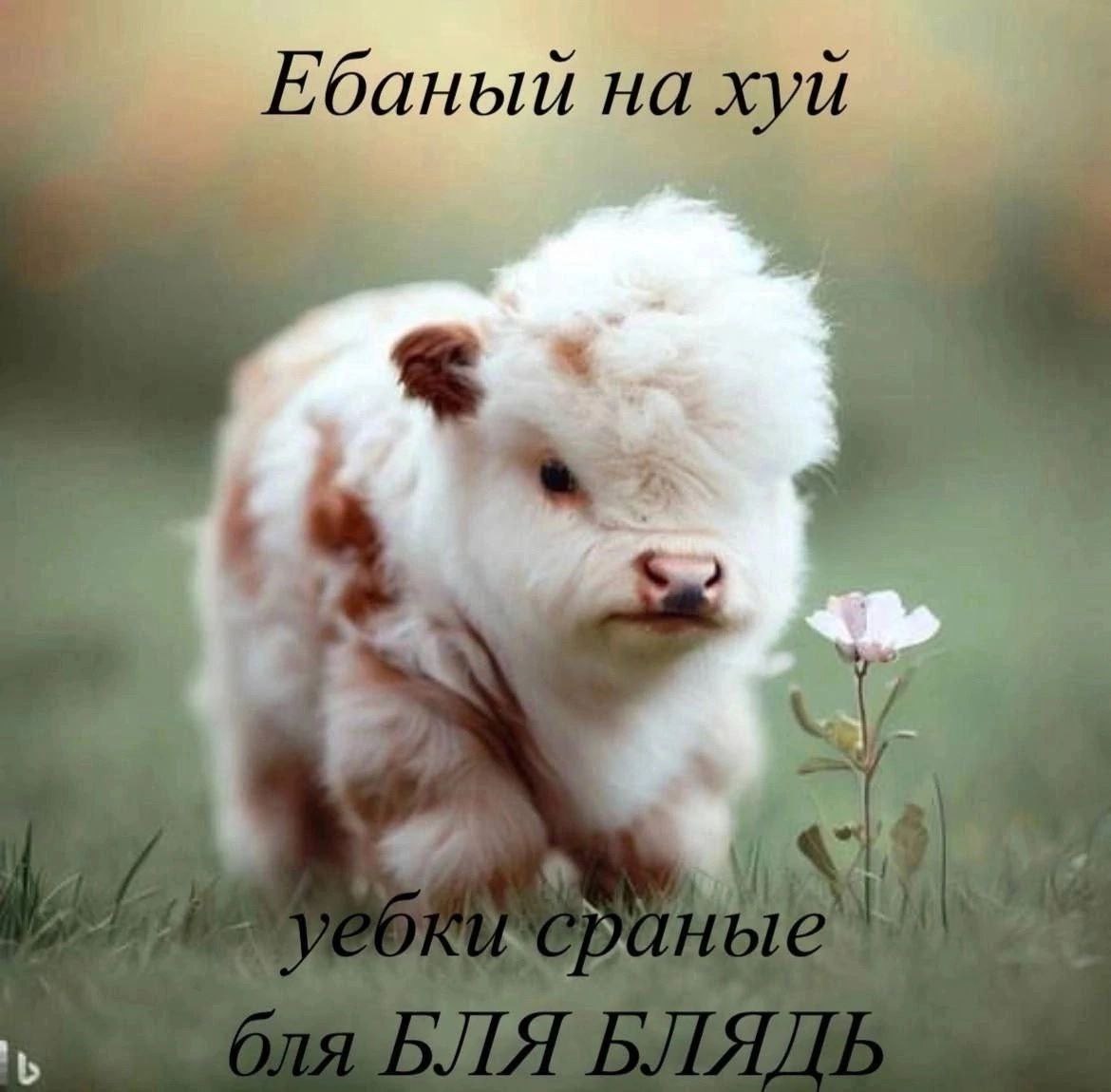 на хуй
