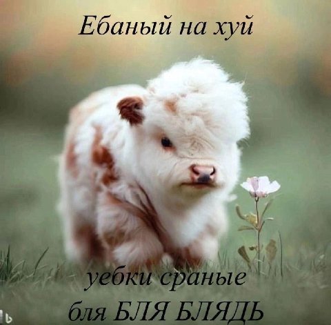 на хуй
