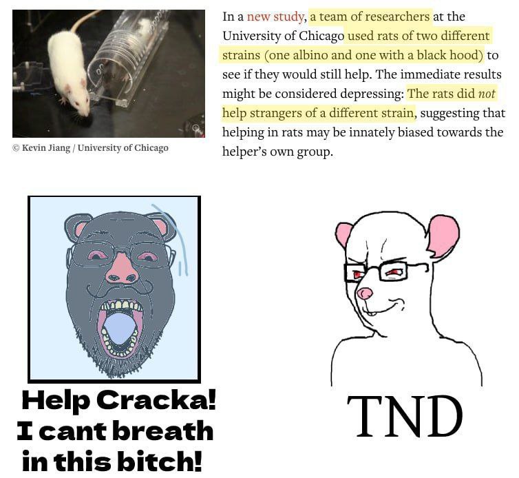 In a new study, а team of researchers at the University of Chicago used rats of two different strains (one albino and one with a black hood) to see if they would still help. The immediate results migh
