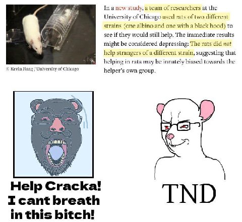 In a new study, а team of researchers at the University of Chicago used rats of two different strains (one albino and one with a black hood) to see if they would still help. The immediate results migh